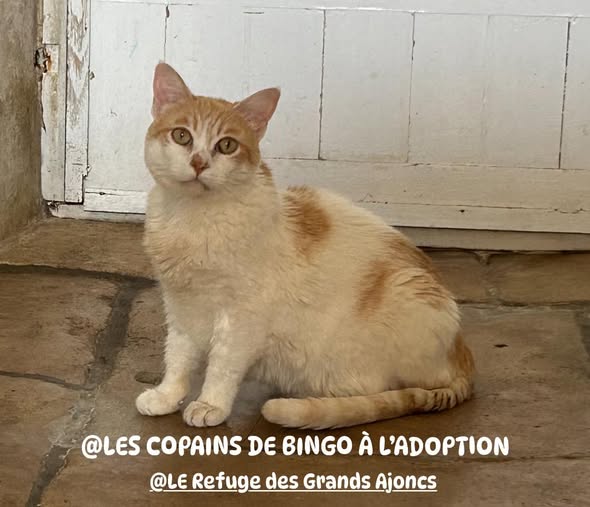 Kikinette — Adoption d'animaux en France Ille-et-Vilaine