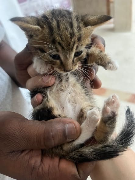 Chat à adopter — Adoption d'animaux en France Paris