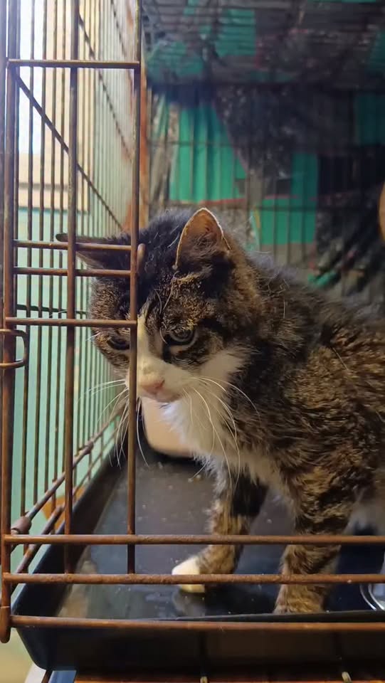 Panayotis — Adoption d'animaux en France Ille-et-Vilaine
