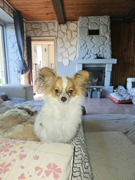 Abby — Adoption d'animaux en France Loire