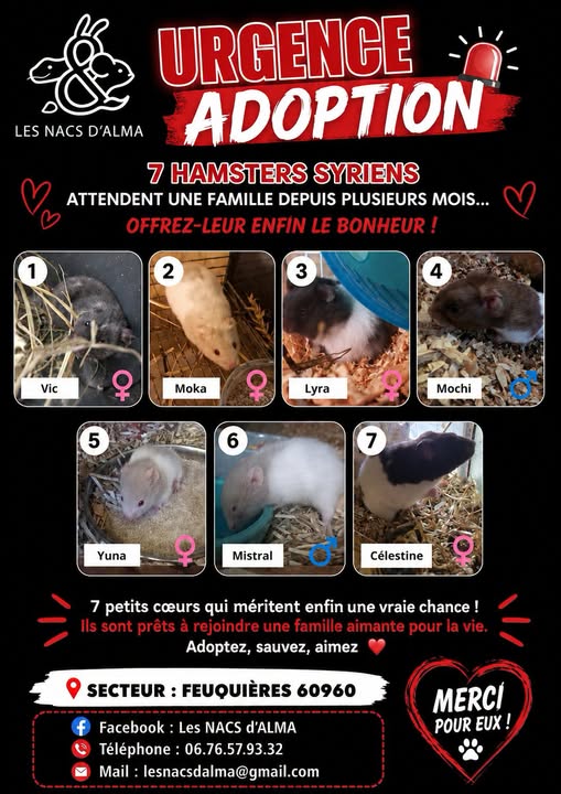 Vic, Moka, Lyra, Mochi, Yuna, Mistral, Célestine — Adoption d'animaux en France Somme