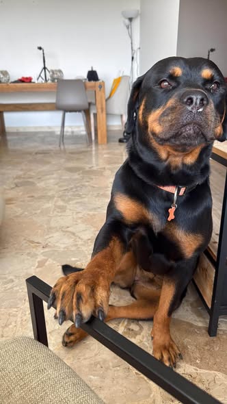 Vega — Adoption d'animaux en France Alpes-Maritimes