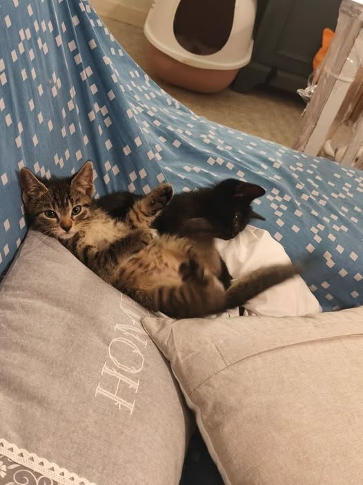 chatons — Adoption d'animaux en France Yvelines