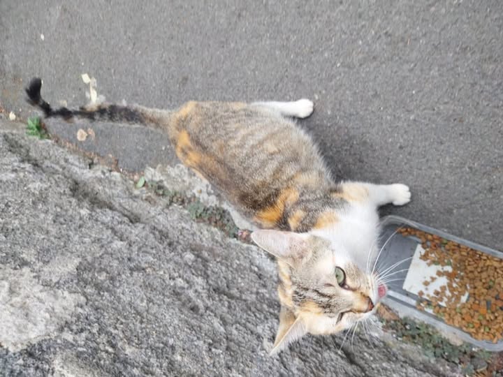 Chat à adopter — Adoption d'animaux en France Nord