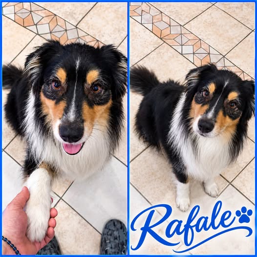 Rafale — Adoption d'animaux en France Nord
