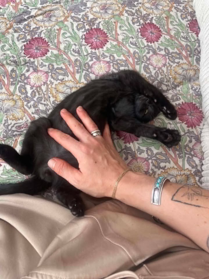 Mouchy — Adoption d'animaux en France Paris