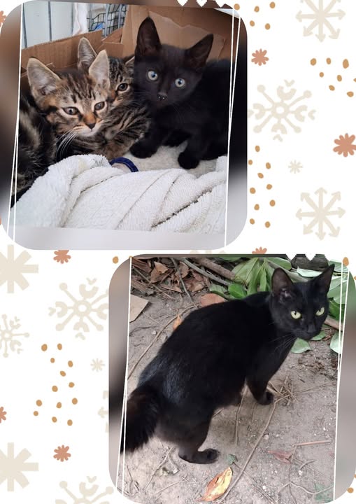 Chat à adopter — Adoption d'animaux en France Seine-Saint-Denis