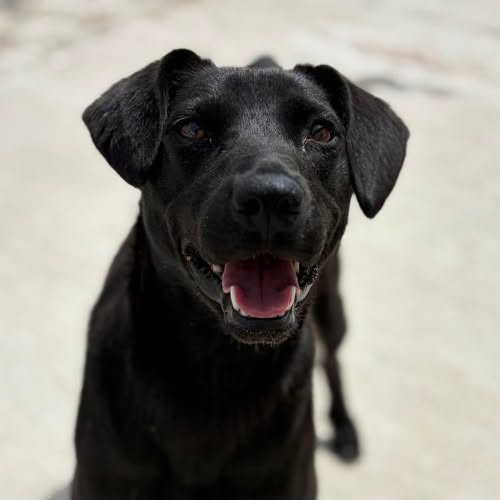 Laika — Adoption d'animaux en France Vaucluse