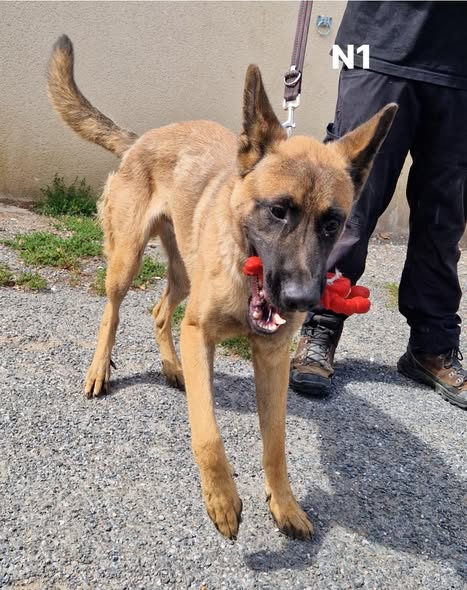 Arrow — Adoption d'animaux en France Val-d'Oise