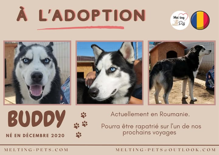 Buddy