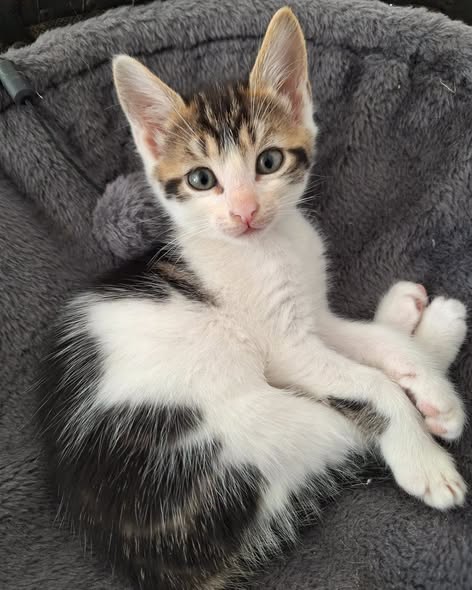 Biscotte — Adoption d'animaux en France Moselle