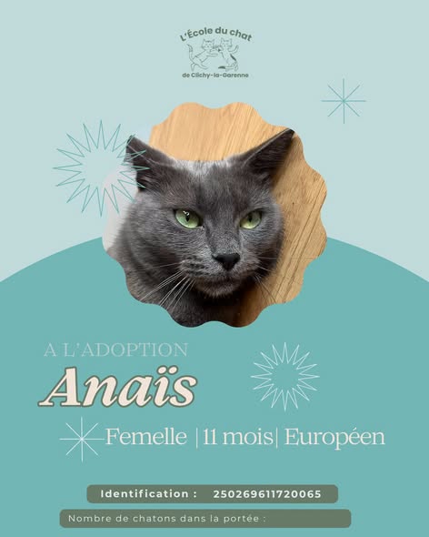 Anaïs — Adoption d'animaux en France Hauts-de-Seine