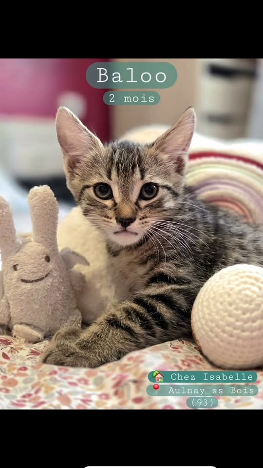 Baloo — Adoption d'animaux en France Seine-Saint-Denis