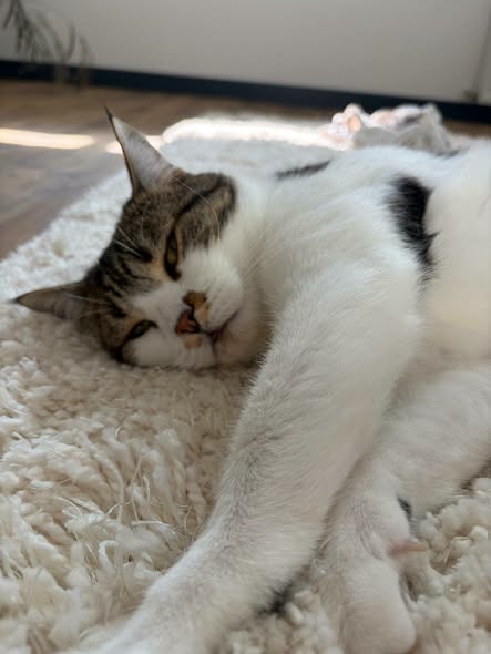 Pacha — Adoption d'animaux en France Yvelines