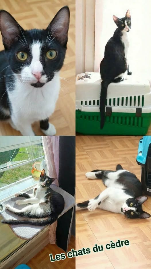 Niels — Adoption d'animaux en France Yvelines