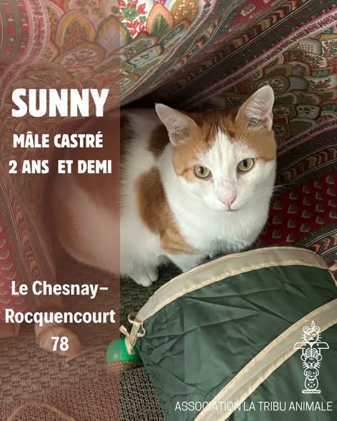 Sunny — Adoption d'animaux en France Yvelines