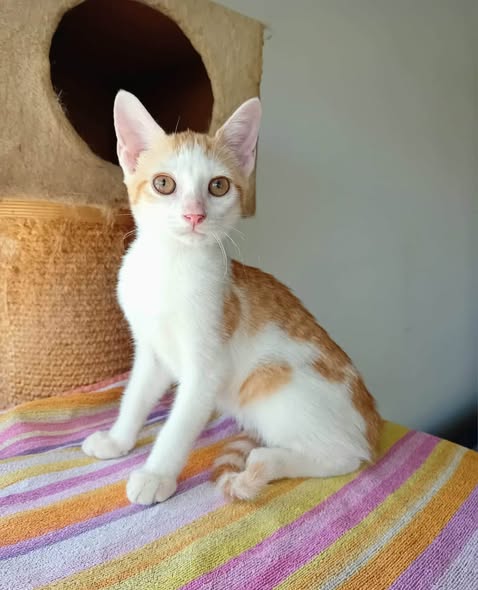 Aglaé — Adoption d'animaux en France Val-de-Marne