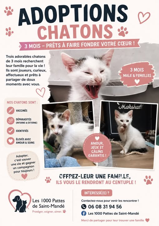 Chaton — Adoption d'animaux en France Val-de-Marne