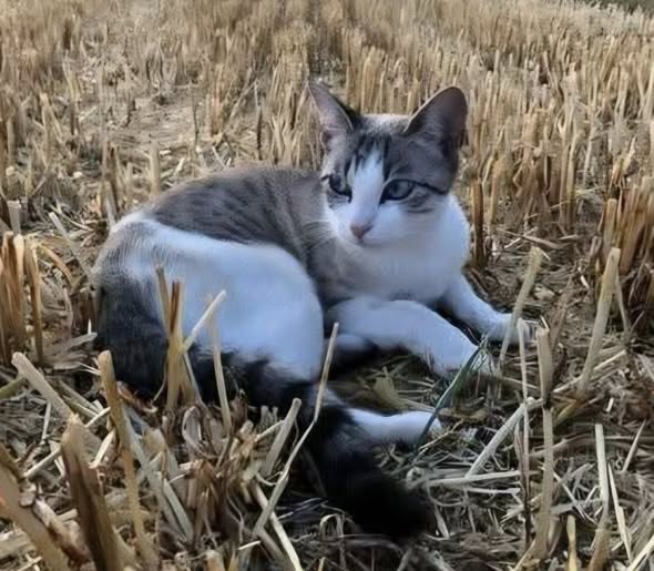 Chat à adopter