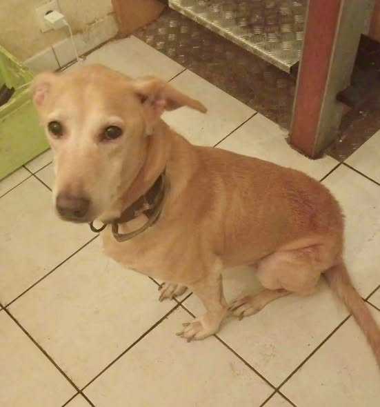 Lady — Adoption d'animaux en France Hérault