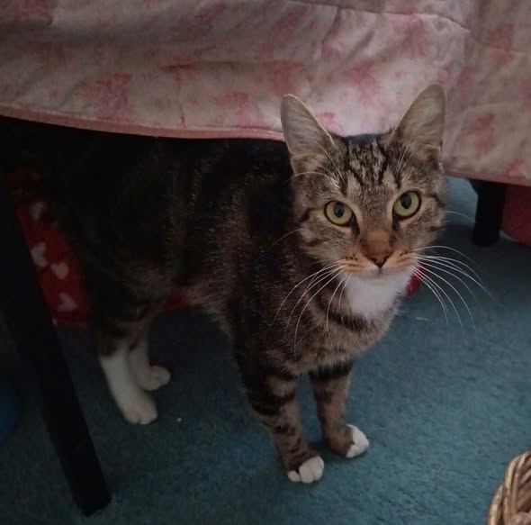 Nikita — Adoption d'animaux en France Yvelines