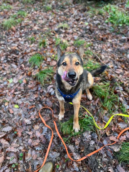 Tucker — Adoption d'animaux en France Hérault