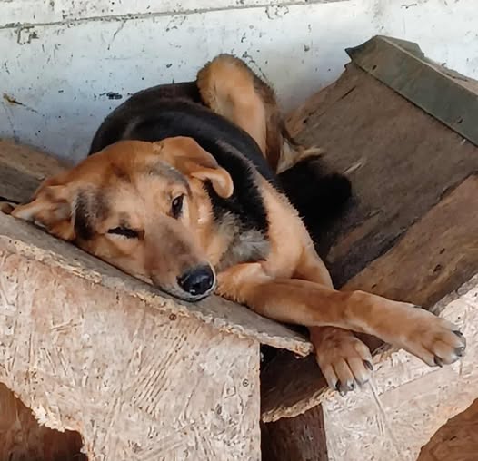 Amanda — Adoption d'animaux en France Côte-d'Or