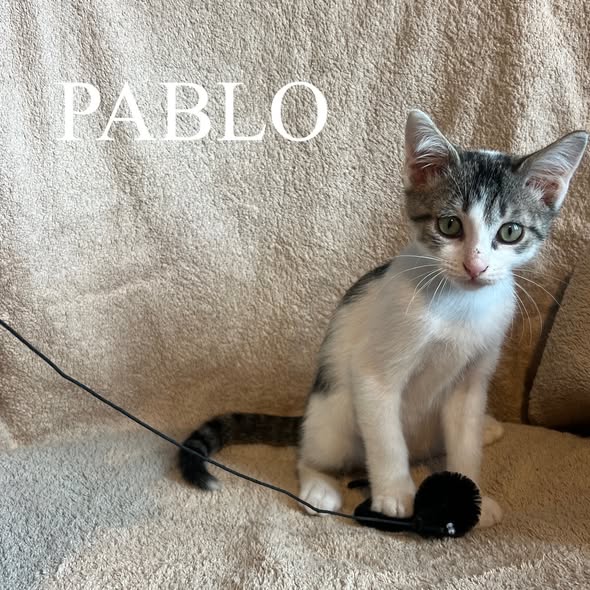 Pablo — Adoption d'animaux en France Var