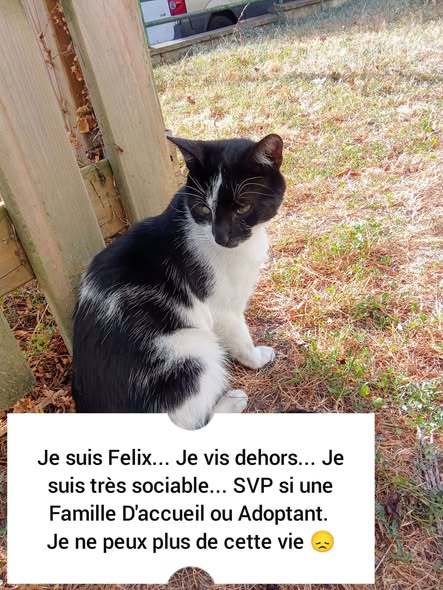 Felix — Adoption d'animaux en France Seine-Saint-Denis
