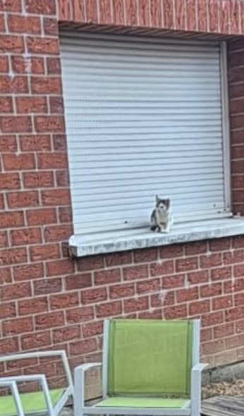 Chat à adopter — Adoption d'animaux en France Nord