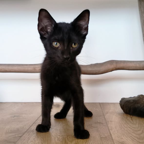 Sauron — Adoption d'animaux en France Val-de-Marne