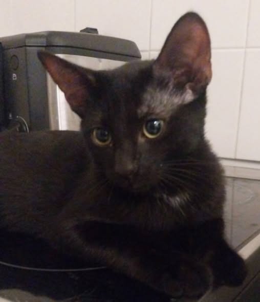 Mynès — Adoption d'animaux en France Essonne