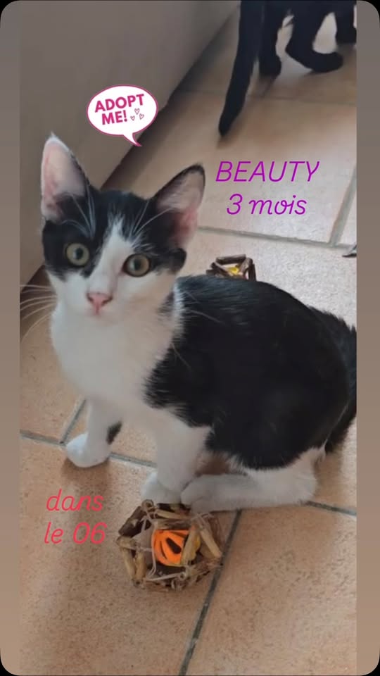 Beauty — Adoption d'animaux en France Alpes-Maritimes