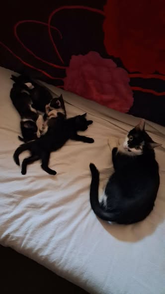 Chat à adopter — Adoption d'animaux en France Nord