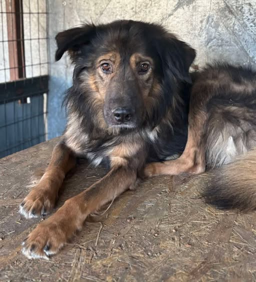 Crumble — Adoption d'animaux en France Côte-d'Or