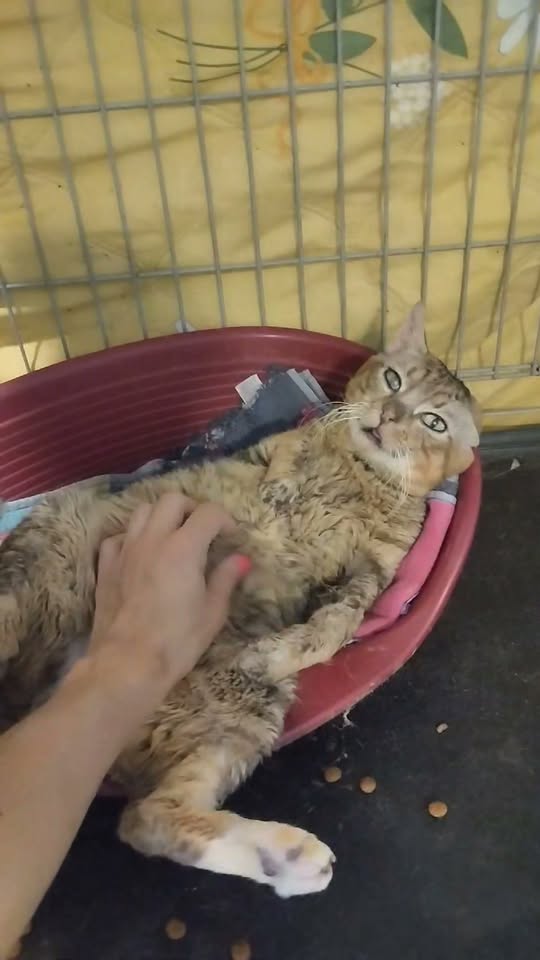 WHISKAS — Adoption d'animaux en France Loire-Atlantique