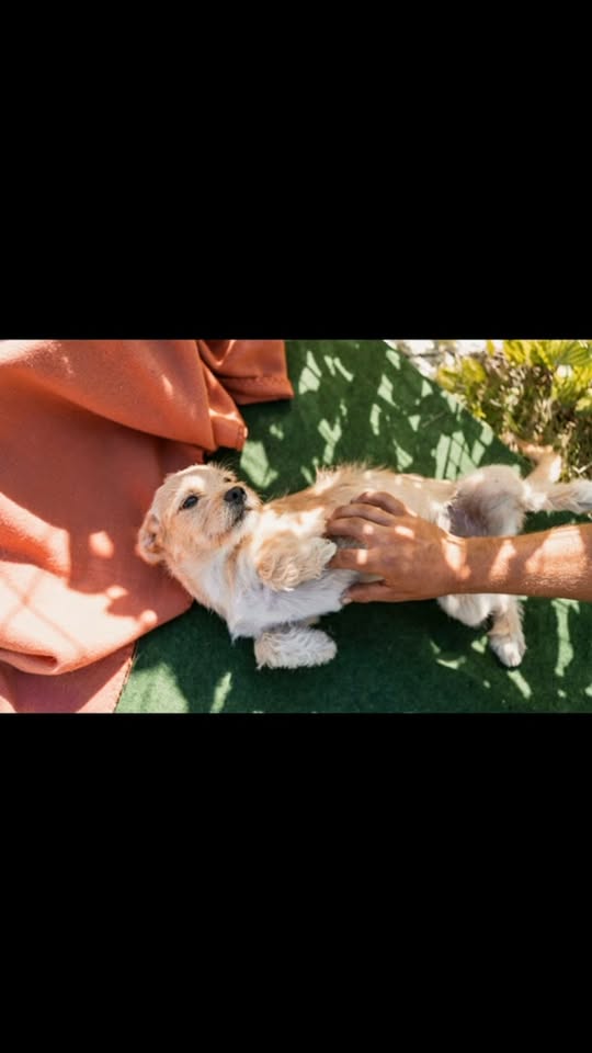 Chien à adopter