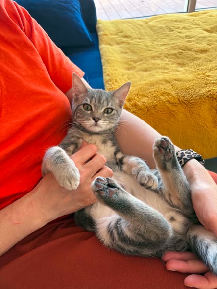 THAO — Adoption d'animaux en France Essonne