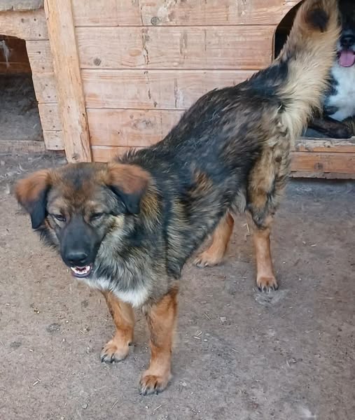 Yago — Adoption d'animaux en France Côte-d'Or