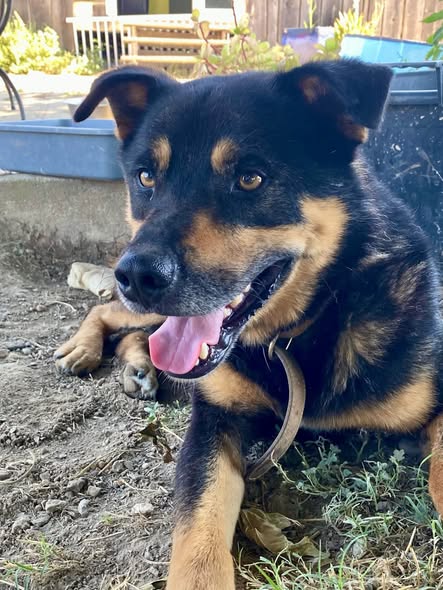 Diesel — Adoption d'animaux en France Gard