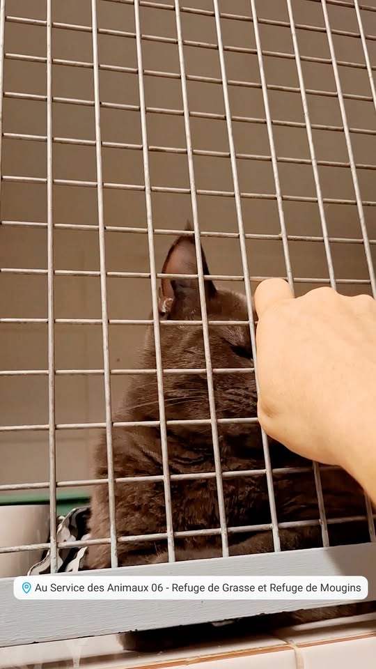 Gris-Gris et Rosette — Adoption d'animaux en France Alpes-Maritimes