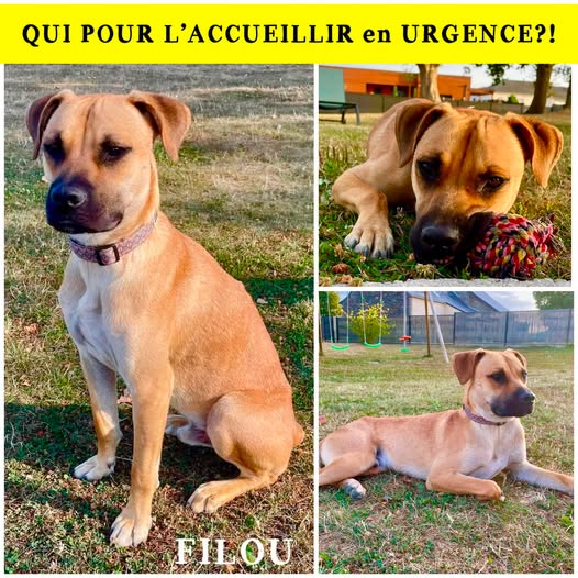 FILOU — Adoption d'animaux en France Ille-et-Vilaine
