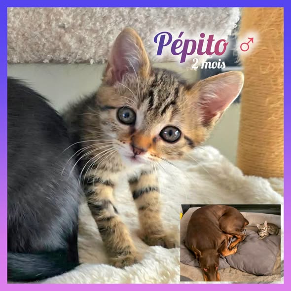 Pépito