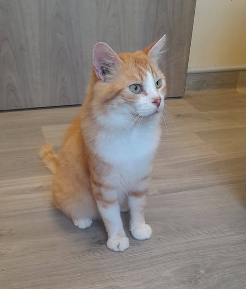 Sayan — Adoption d'animaux en France Essonne