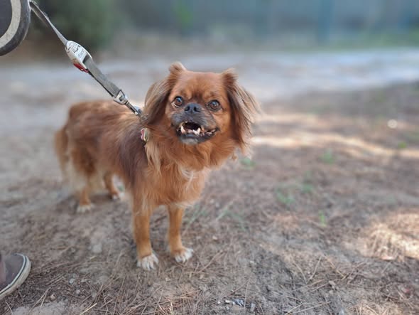 Bobby — Adoption d'animaux en France Hérault