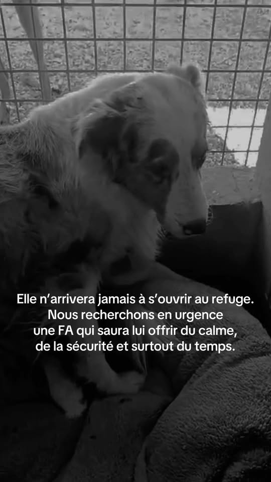 Manjula — Adoption d'animaux en France Drôme
