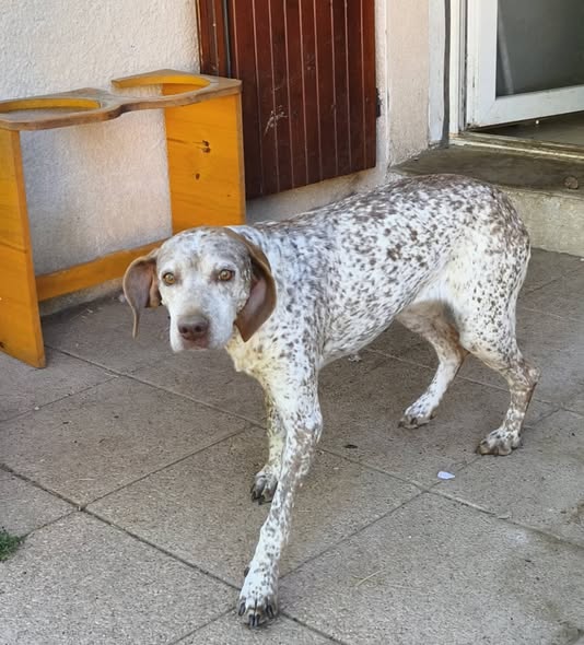 Pomerole — Adoption d'animaux en France Loire