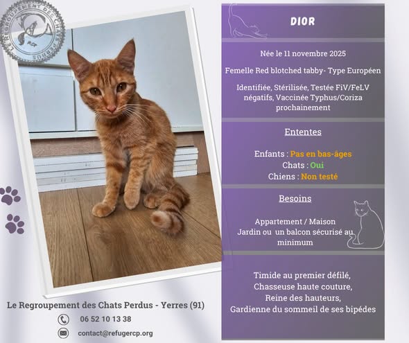 Dior — Adoption d'animaux en France Essonne