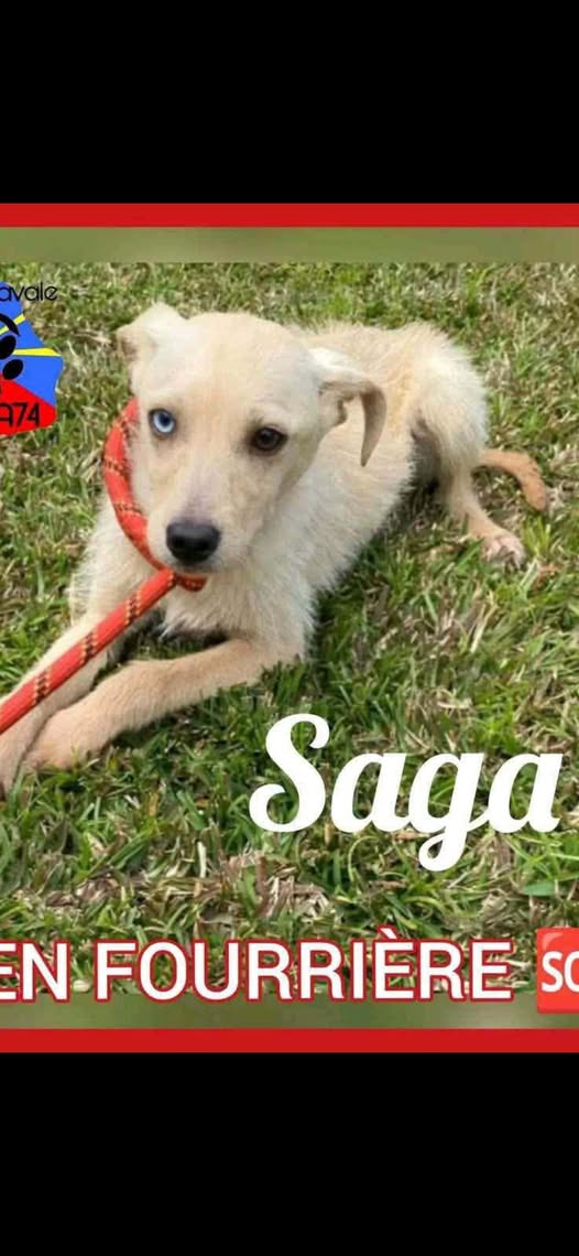 Saga — Adoption d'animaux en France La Réunion