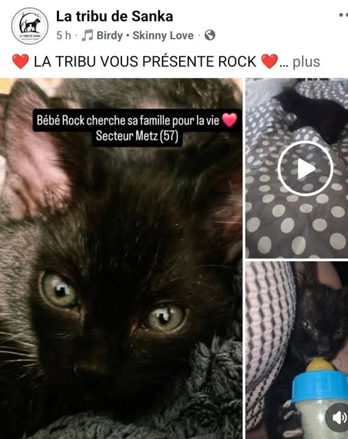 Rock — Adoption d'animaux en France Moselle
